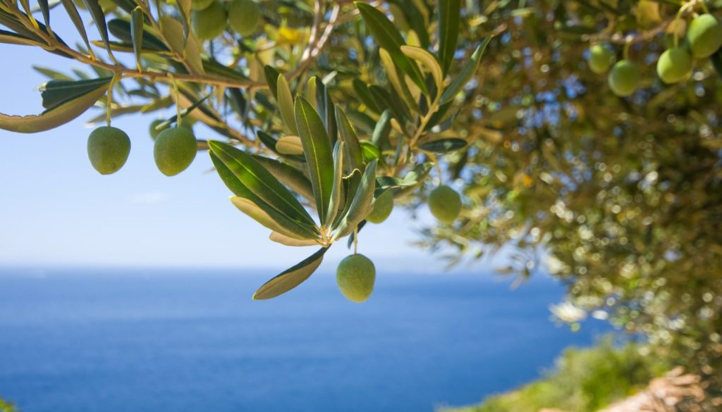 olio