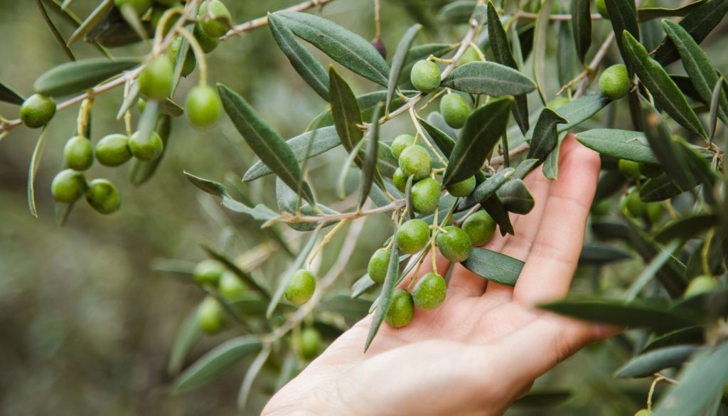 olio