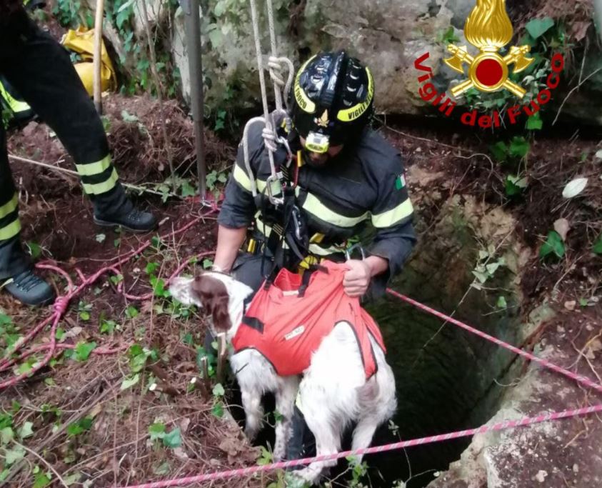 cane vigili del fuoco