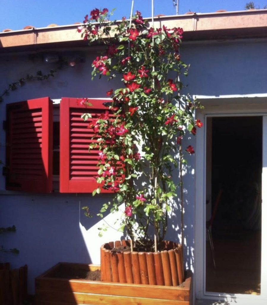 fiori
