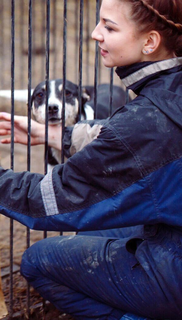 Girl volunteer in the nursery for dogs. Shelter for stray dogs.