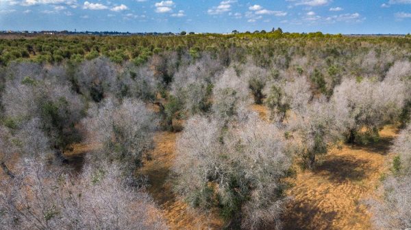 xylella_